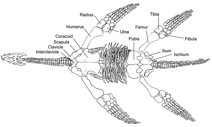 http://www.plesiosauria.com/plesiosaur_anatomy.jpg