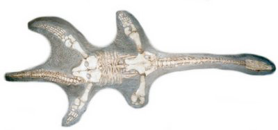 _Plesiosaurus dolichodeirus_, photograph by Adam S. Smith