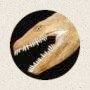 The Plesiosaur Directory LOGO -  _Cryptoclidus_ original photograph taken by  Simon. M. Clabby